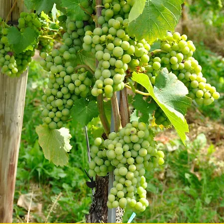 Auszeit * Хагнау