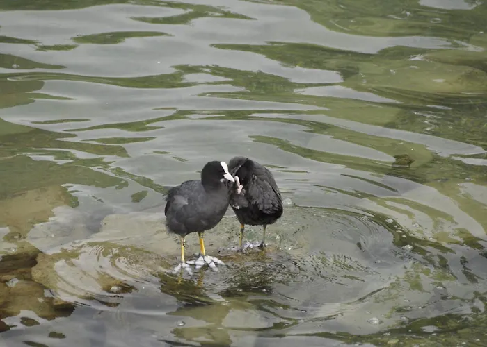 Auszeit Appartement *